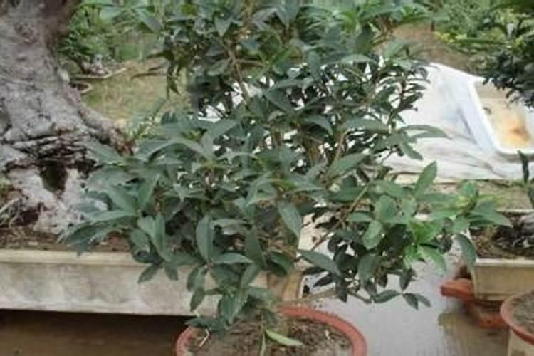 桂花施什么肥料最好