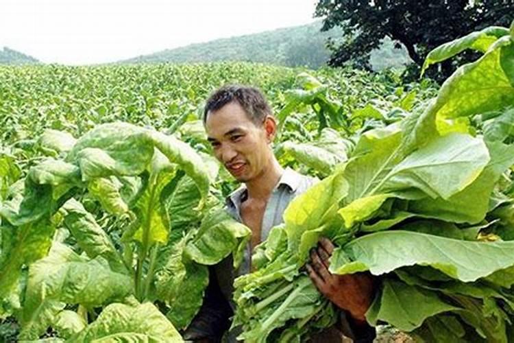 亚磷酸钾能用在种植烤烟上吗？烤烟丰顶后给可以用亚磷酸钾
