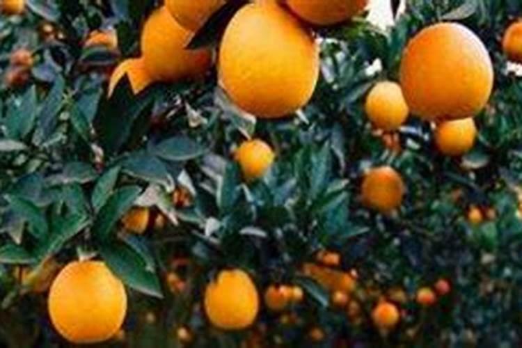 橘子树用什么肥料