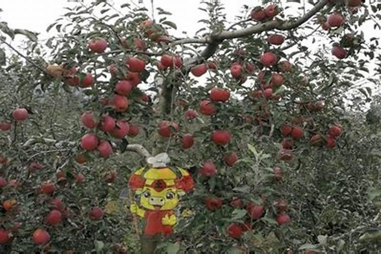 苹果树补钙几月份最好 苹果树补钙时间