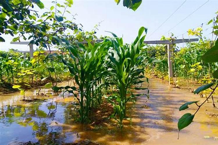 复合肥可以当水溶肥吗(复合肥能用水溶解后滴灌吗)