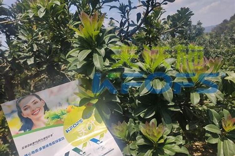 杨梅施肥时间,杨梅施什么肥好