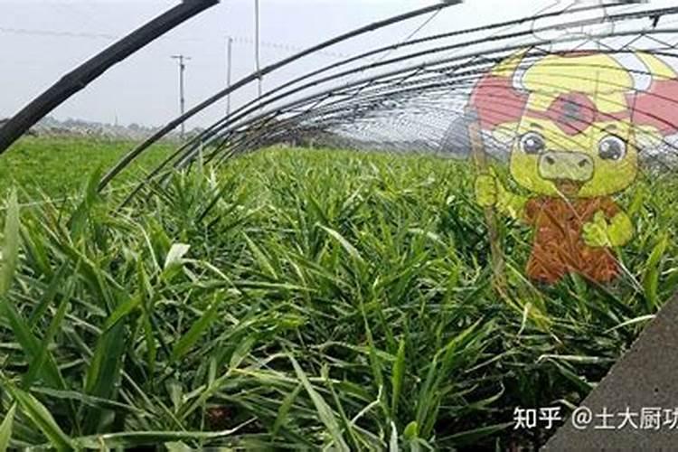 红色银柳怎么养用放水吗