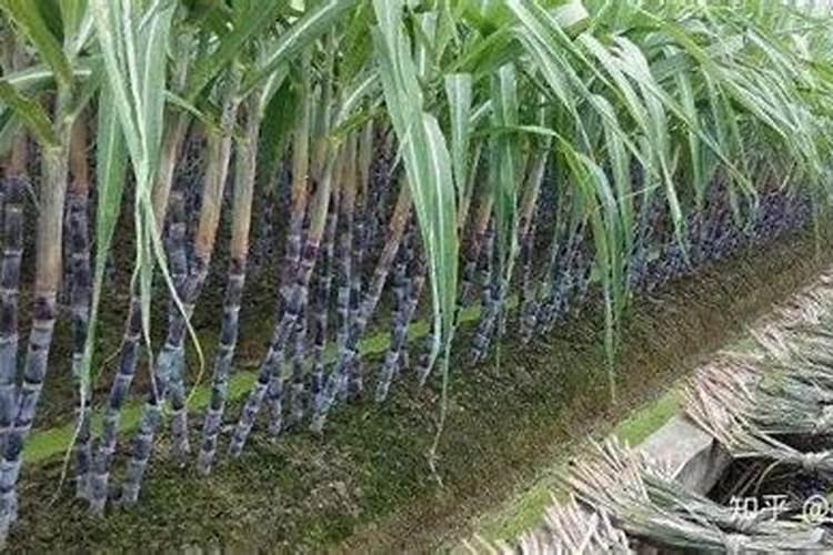 甘蔗施肥方法及注意事项 甘蔗施肥时候需要注意的地方