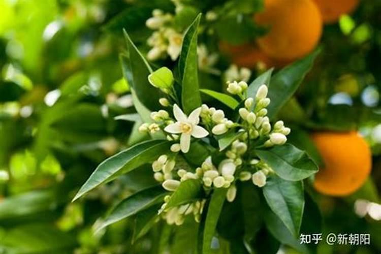 水草叶子上都是水藻