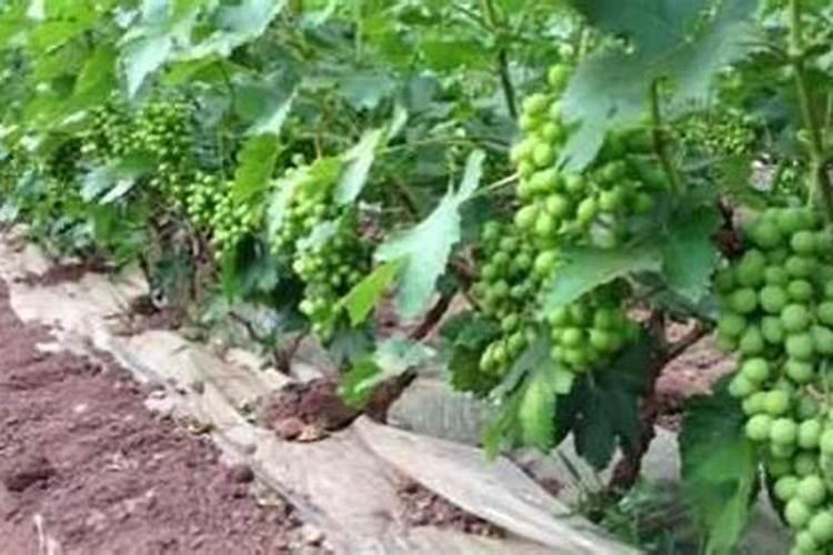 葡萄现在马上到采摘期,用什么肥料,提高一下膨果？