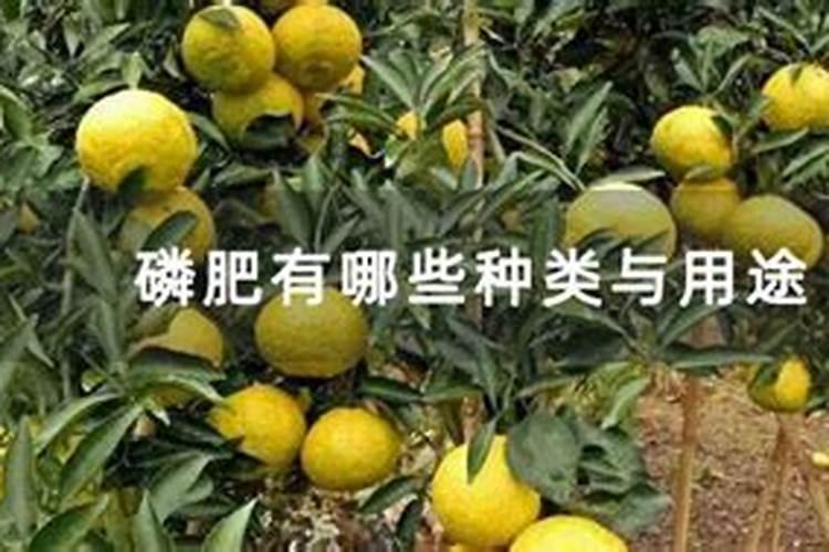 哪些磷肥可以养花
