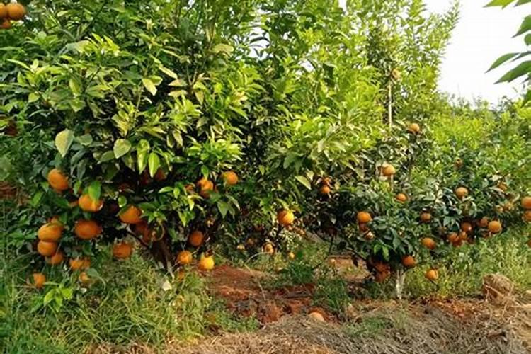 桔子树用什么肥料最好 桔子树施肥方法