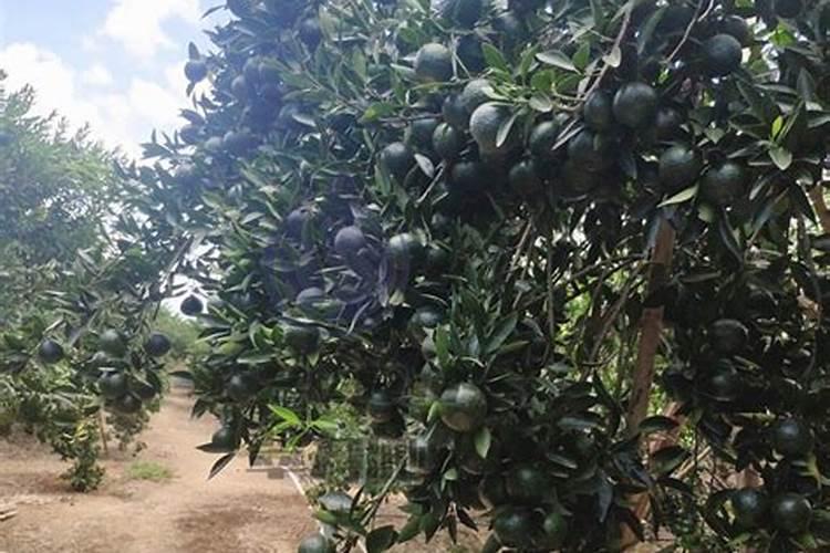 爱媛38号上钾肥最佳时间