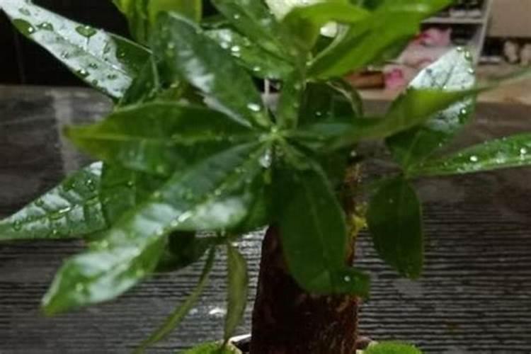 盆栽花几份停止施肥(盆花多长时间施一次肥)