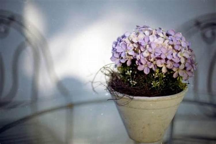 花施肥的最佳方法 如何给花施肥