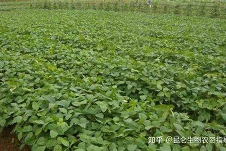 黄豆叶面肥什么时打合适