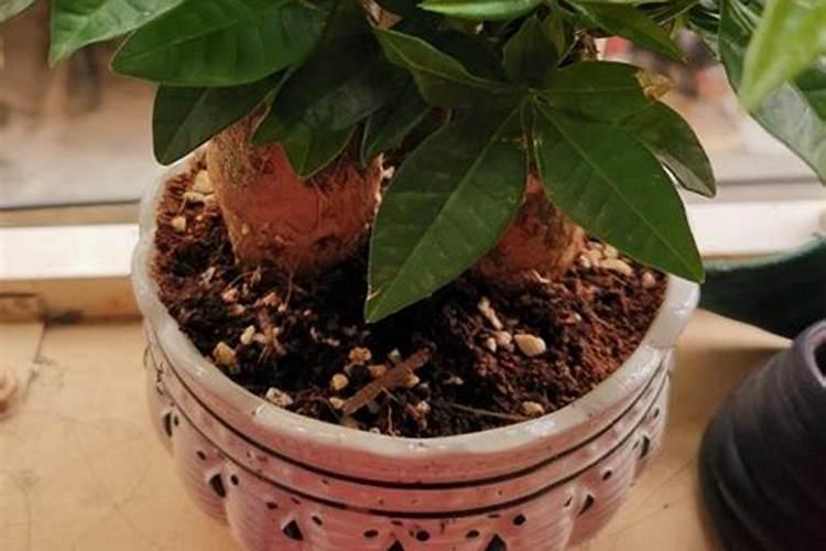 新疆昌吉棉苗几个叶浇头水？