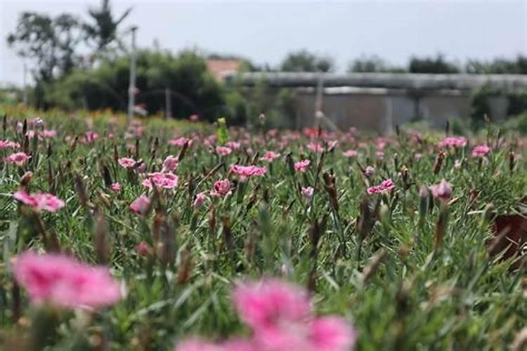石竹开花怎么养护
