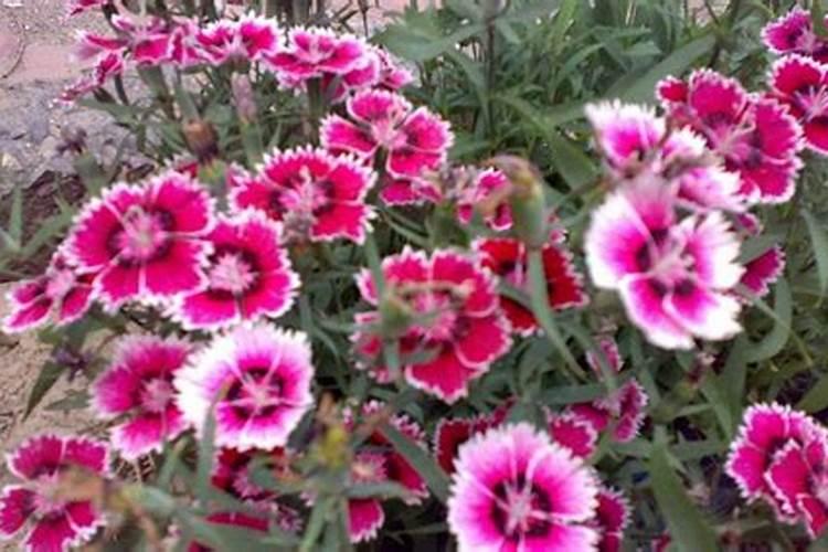 石竹开花前后怎么养护