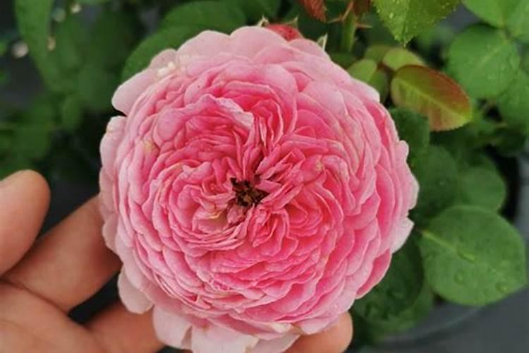 月季花施肥方法 怎样给月季花施肥