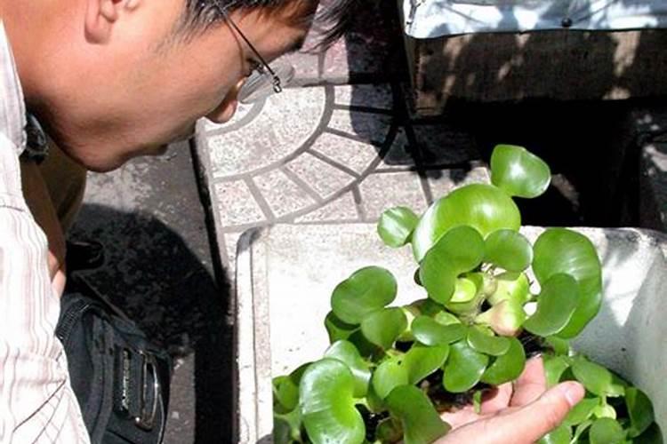 水葫芦可以做肥料吗