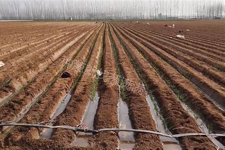 花生种下多久施肥最好