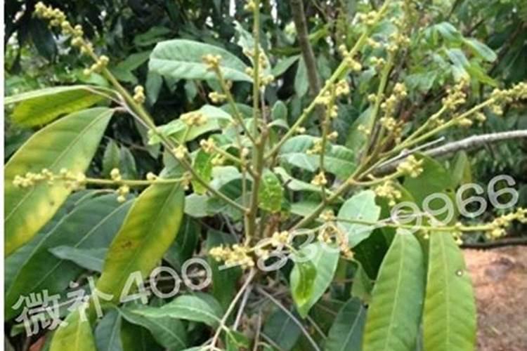 酒花吸收养分的规律是怎样的？