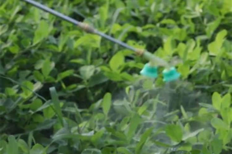 蔬菜黄叶病用什么药防治最好