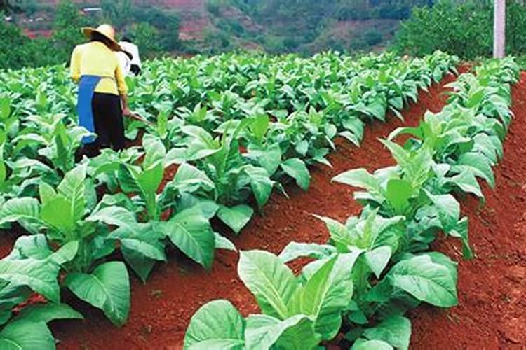 怎样根据烟草需肥特点进行施肥？