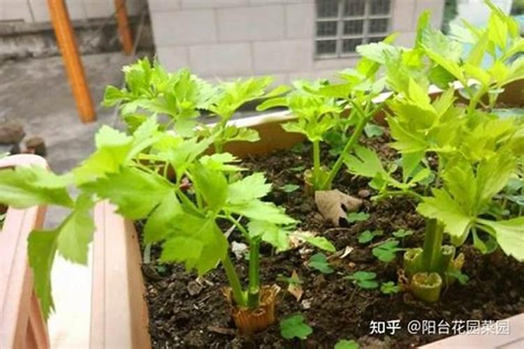 芹菜施什么肥长得快
