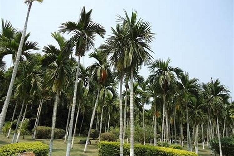 种植槟榔树可以盖地膜吗？