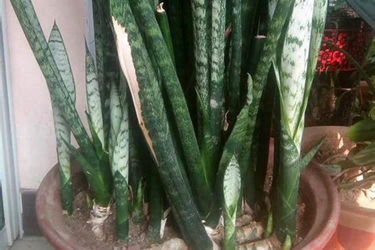 虎皮兰怎么施肥