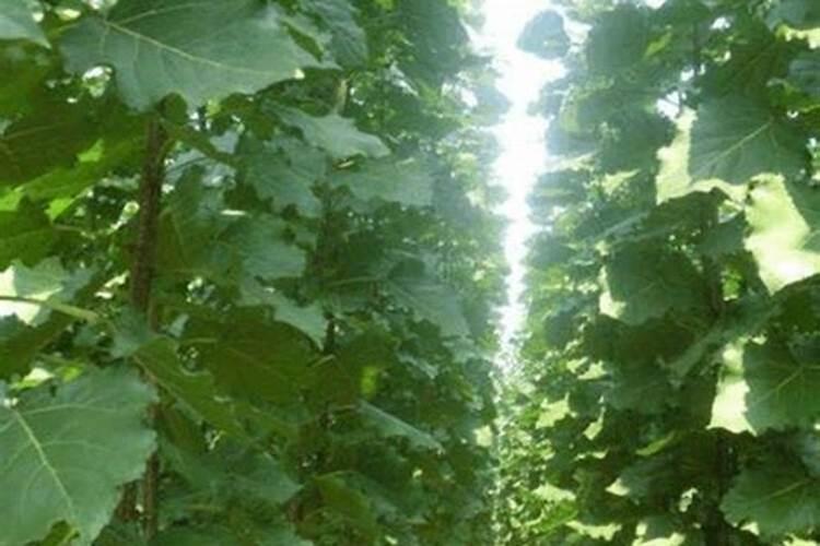 铵态氮肥不能与碱性物质混合施用的原因是什么？