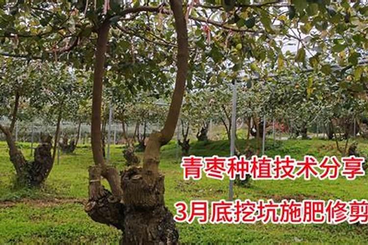 哪个厂家的大枣专用叶面肥效果好