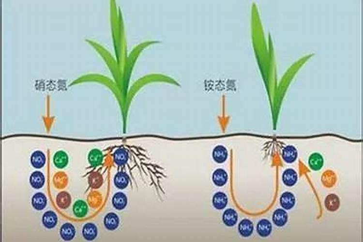 区分氮肥、磷肥、钾肥的方法有 ①看外观.氮肥、钾肥都是白色晶体;磷肥...