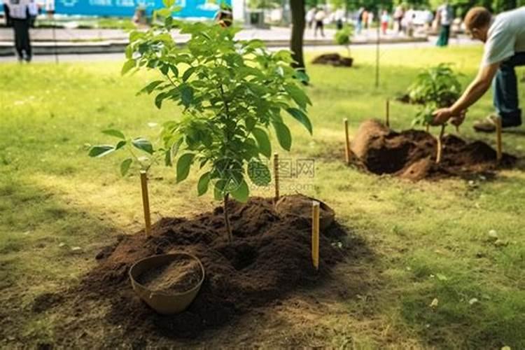 一颗橘子树施肥用多少过磷酸钙？