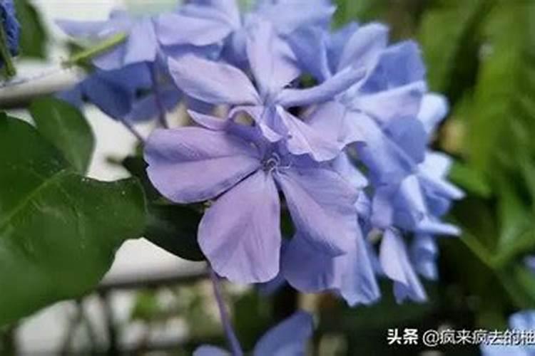 栀子花用什么肥料最好