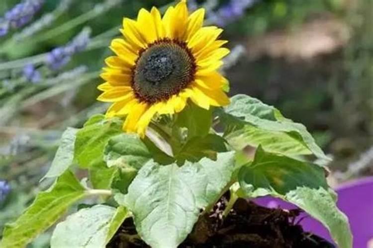 盆栽矮生向日葵花期怎么施肥