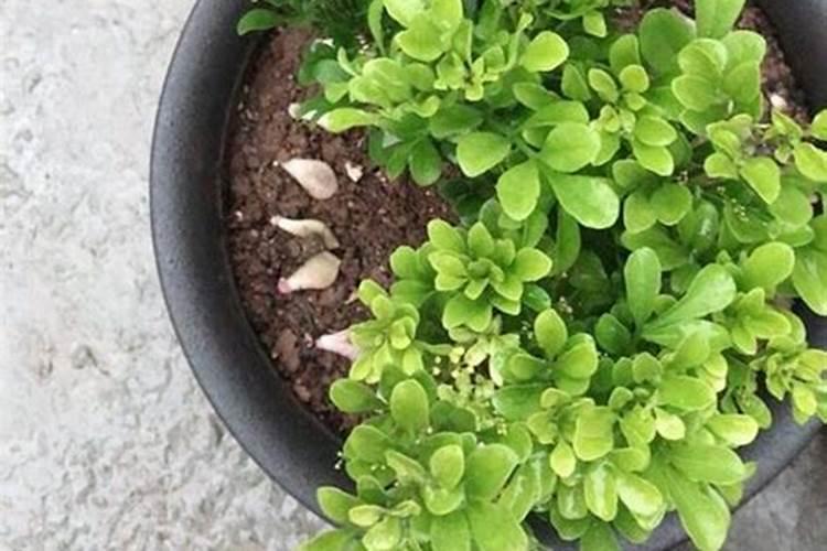 橙子施肥时间和方法