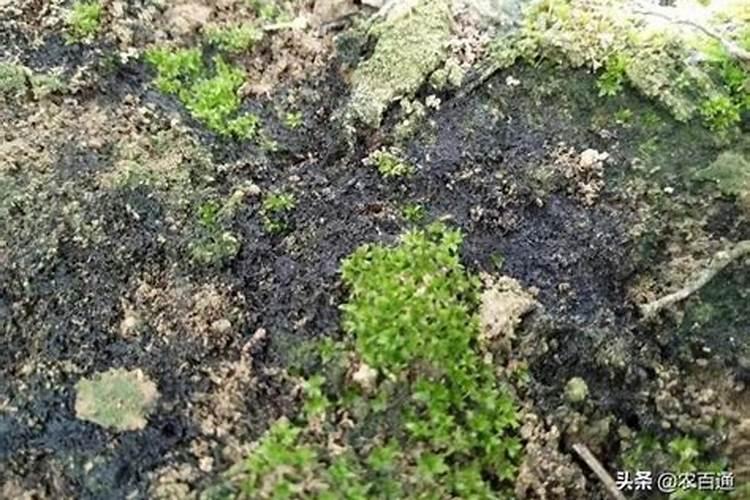 土壤长青苔怎样处理