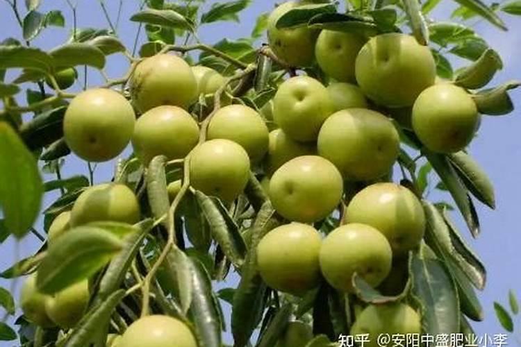 冬枣的种植与管理技术要点