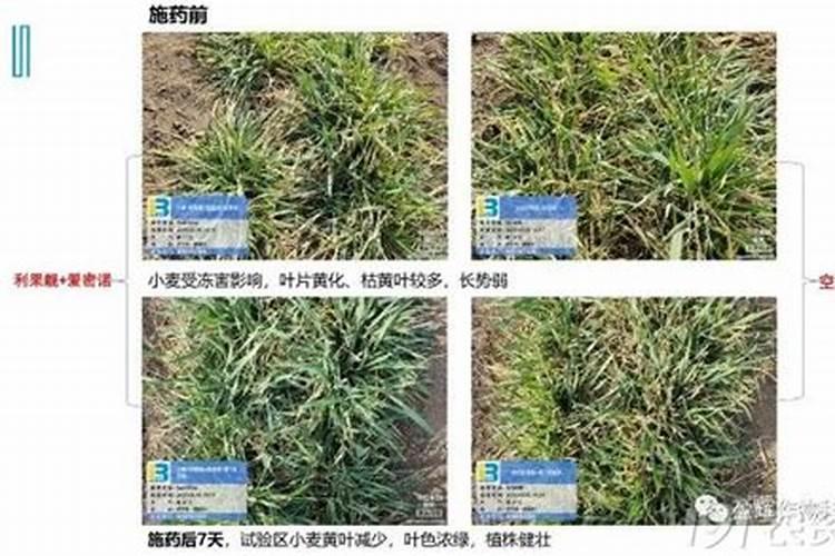 施用磷酸二氢钾需要注意什么问题？