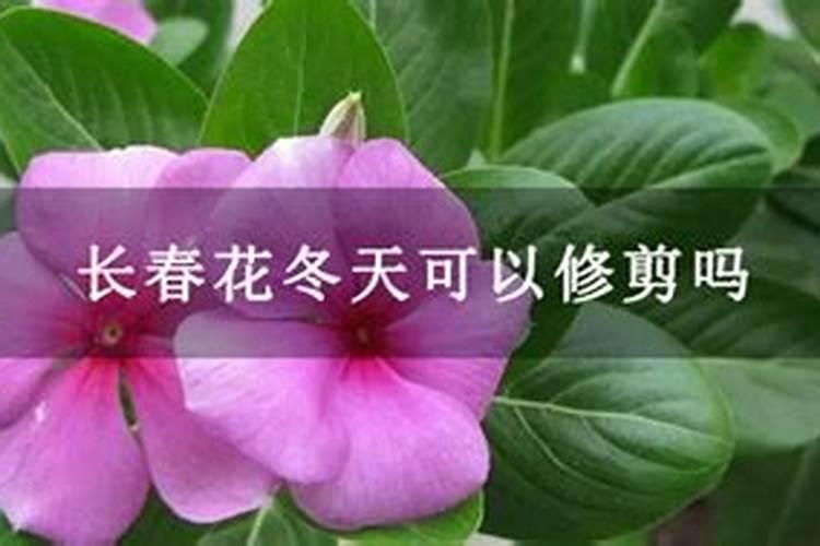 杏树最佳修剪时间
