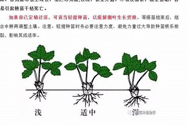 草莓各个时期的施肥方案,什么时候冲高磷肥