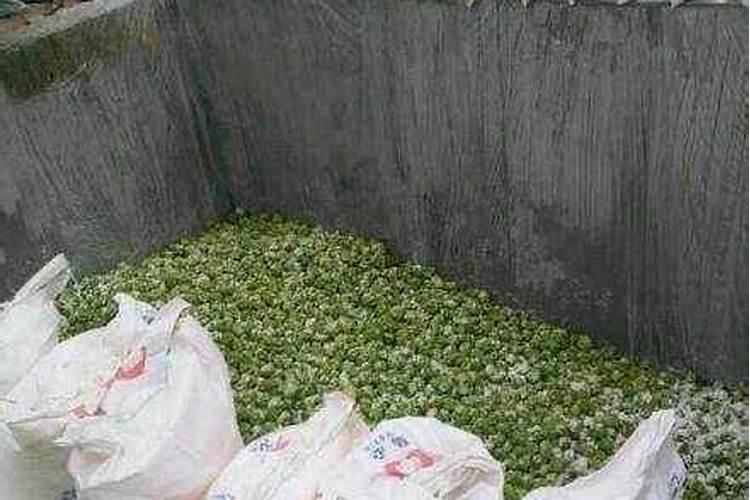 榨菜空心是什么原因养榨菜哪些是要注意的