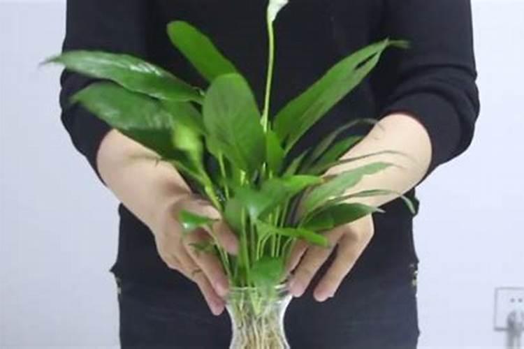 一帆风顺花水养怎么施肥