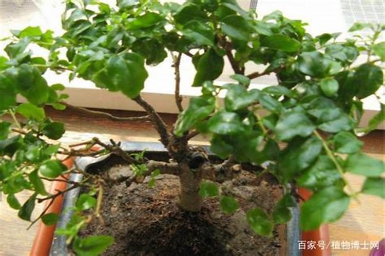 雀梅下山桩的养殖方法和注意事项