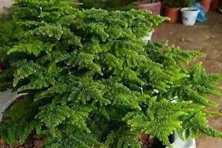云竹用什么肥料最好