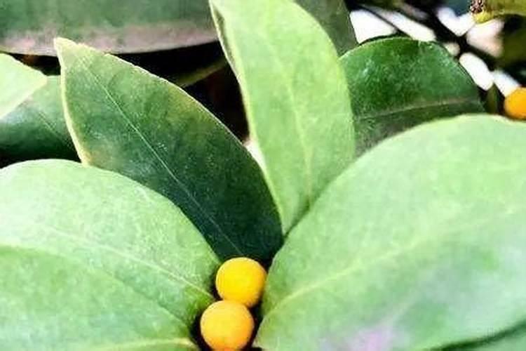 麒麟掌叶子为什么发粘或有白点？