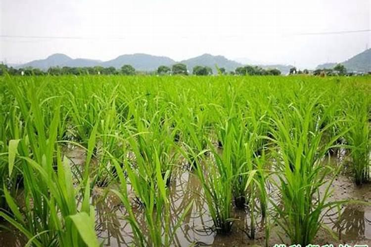 盐碱地水稻怎样施用氮肥？
