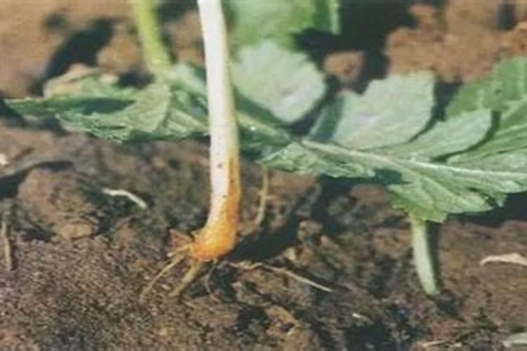 种菜最实用的肥料,是先下肥料还是先下种子