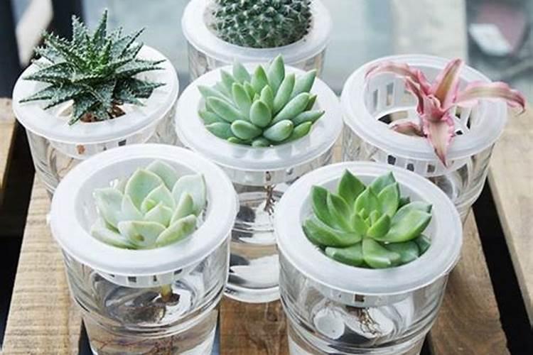 如何给水培多肉植物施肥