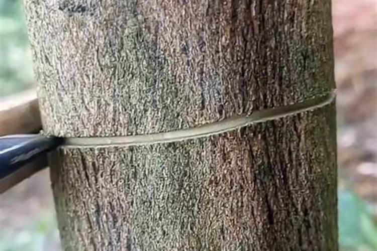 砂糖橘开花的时候能不能施肥？