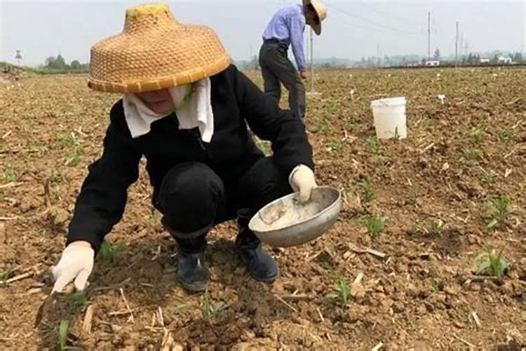 种玉米底肥用什么复合肥好